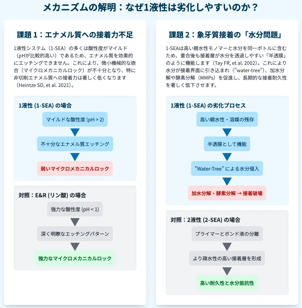② 図解：1液性（1-SEA）の劣化機序—エナメル質エッチ不足と象牙質の「水分問題（water-tree/MMPs）」、対照としてE&Rと2-SEAのフローを比較したインフォグラフィック。
