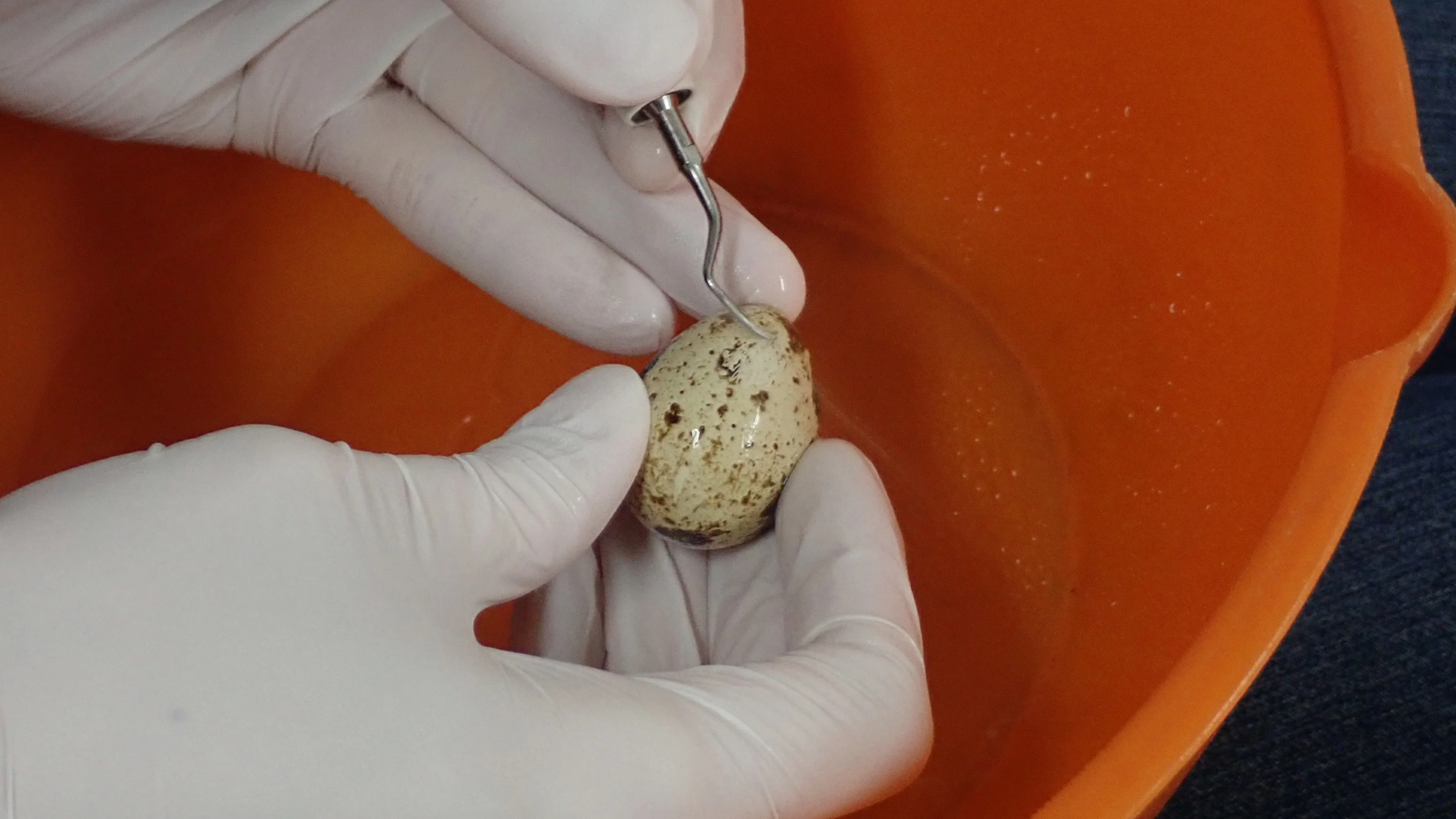 スタッフが増えました。|坂寄歯科医院(取手市藤代) - 画像3